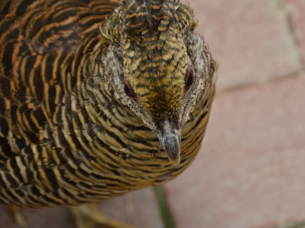 富士花鳥園 キンケイの雌