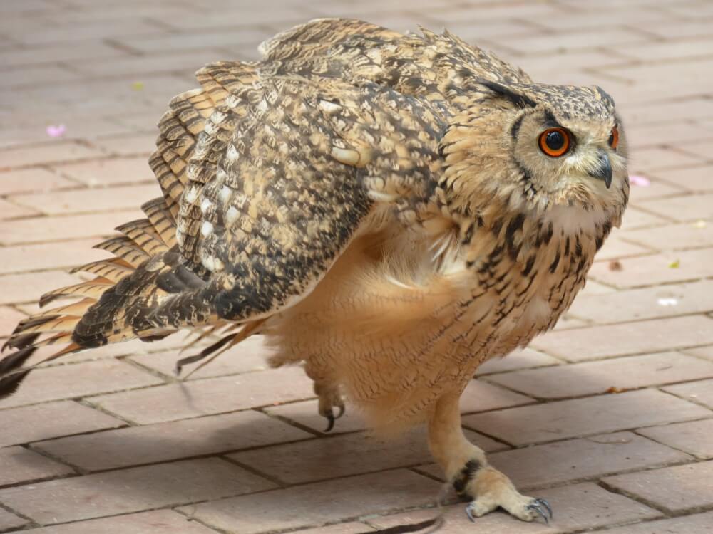 富士花鳥園 バードショー