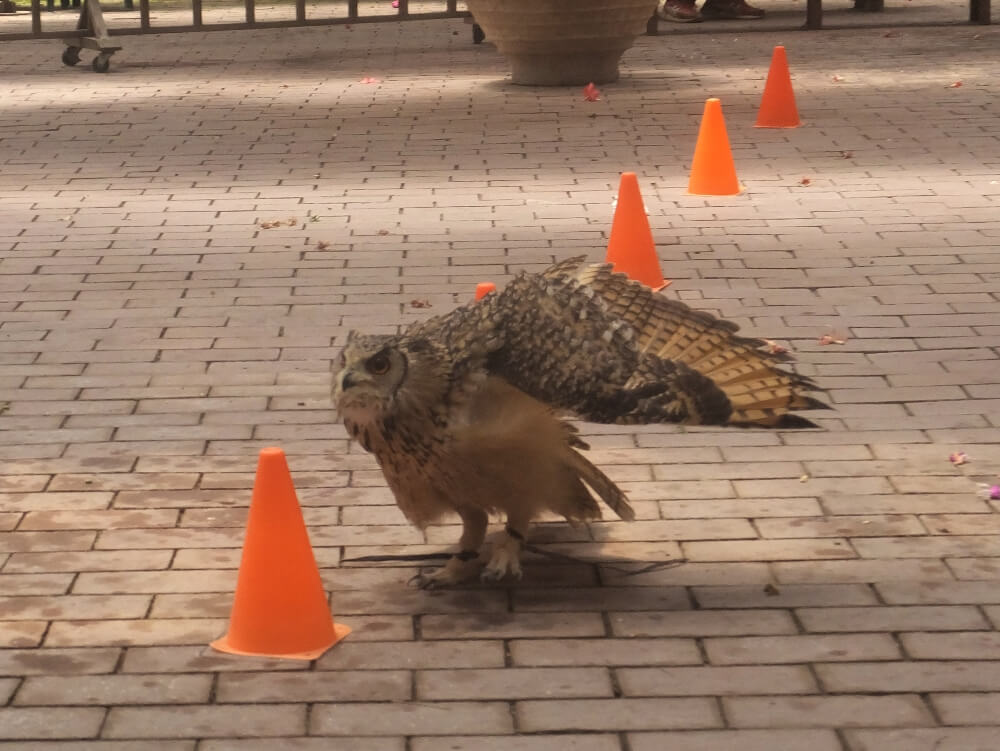 富士花鳥園 ベンガルワシミミズクのラン君