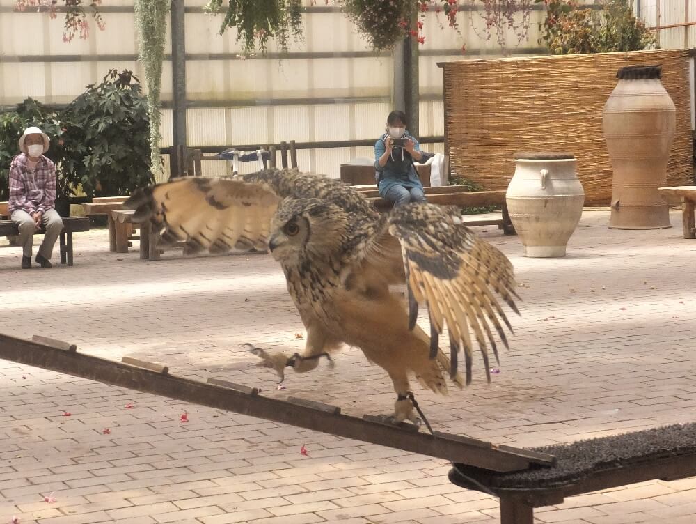 富士花鳥園 ベンガルワシミミズクのラン君