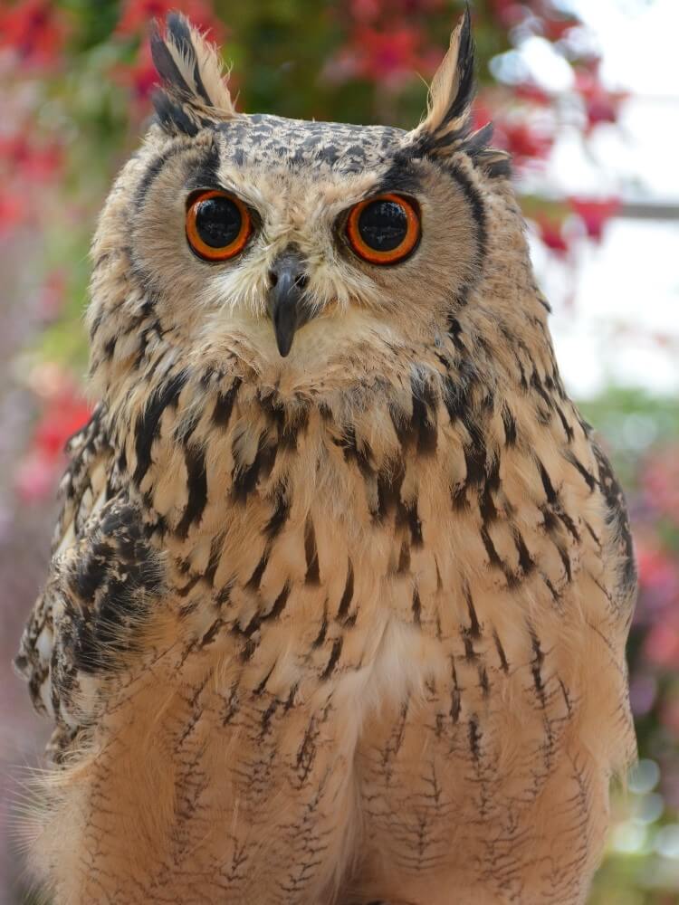 ベンガルワシミミズクのラン君
