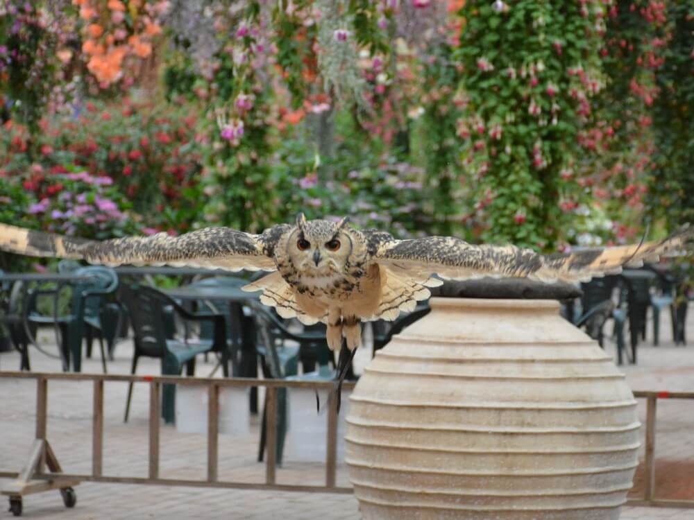 ベンガルワシミミズクのモニョちゃん