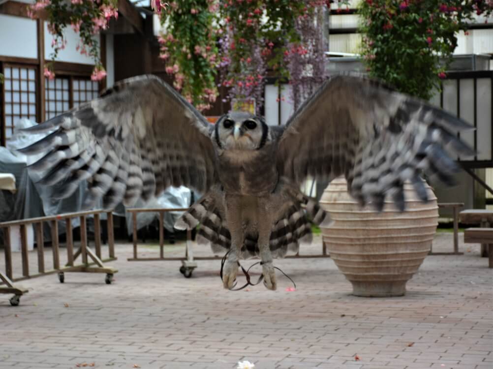 富士花鳥園 クロワシミミズクのゴンくん