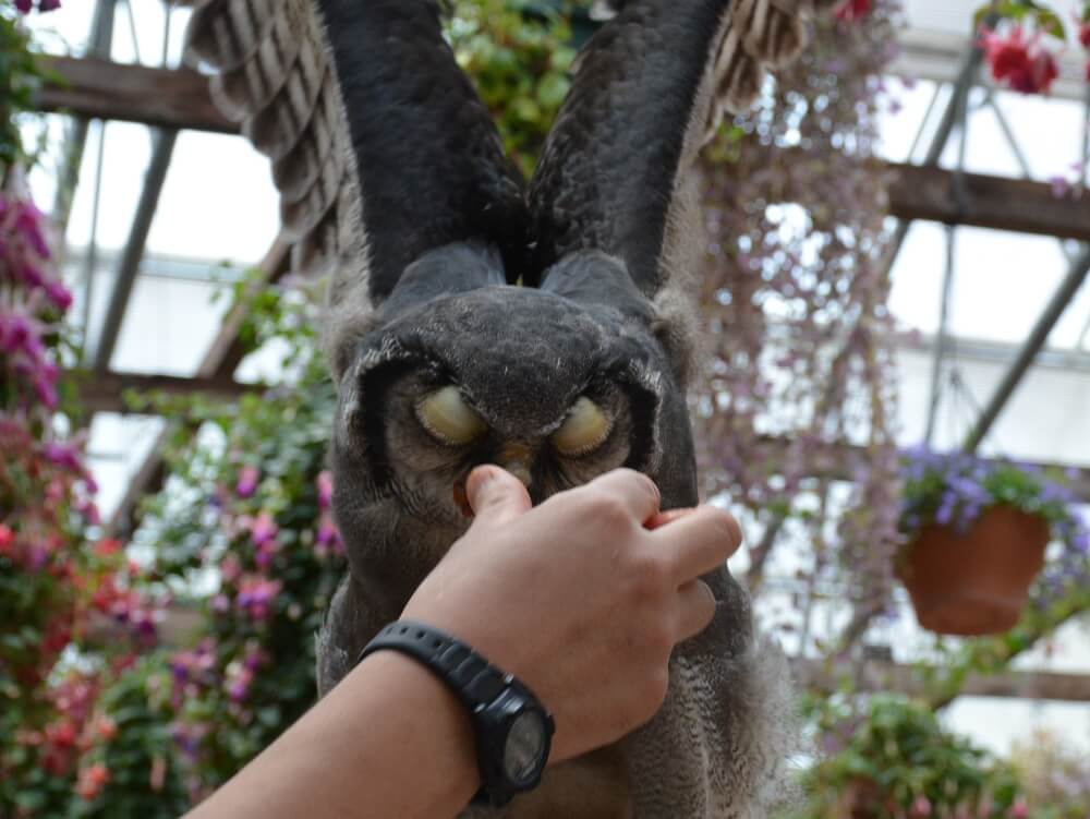 クロワシミミズクのゴン君