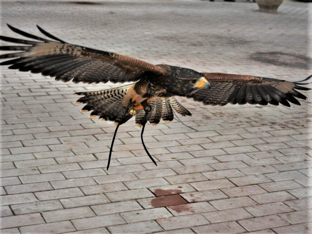 富士花鳥園 ハリスホークのもんじゅ君