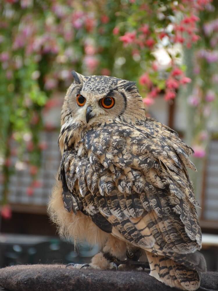 ベンガルワシミミズクのラン君