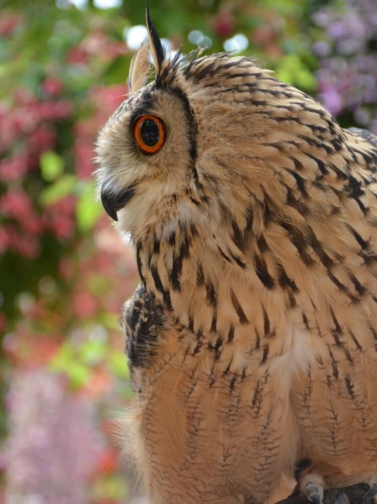 ベンガルワシミミズクのラン君