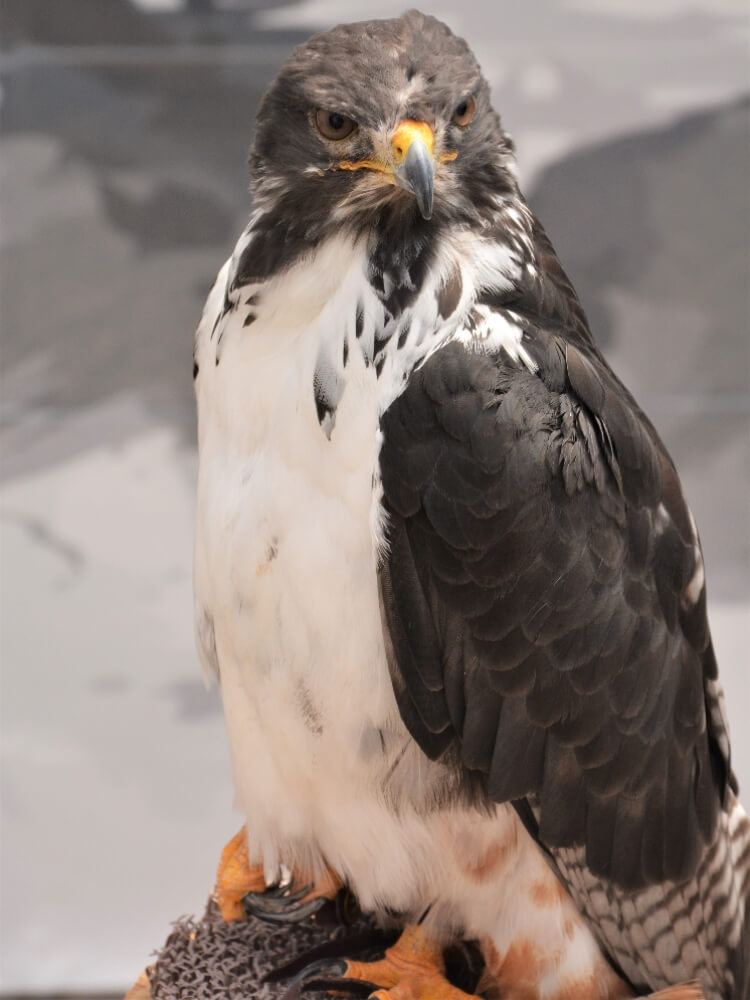 富士花鳥園