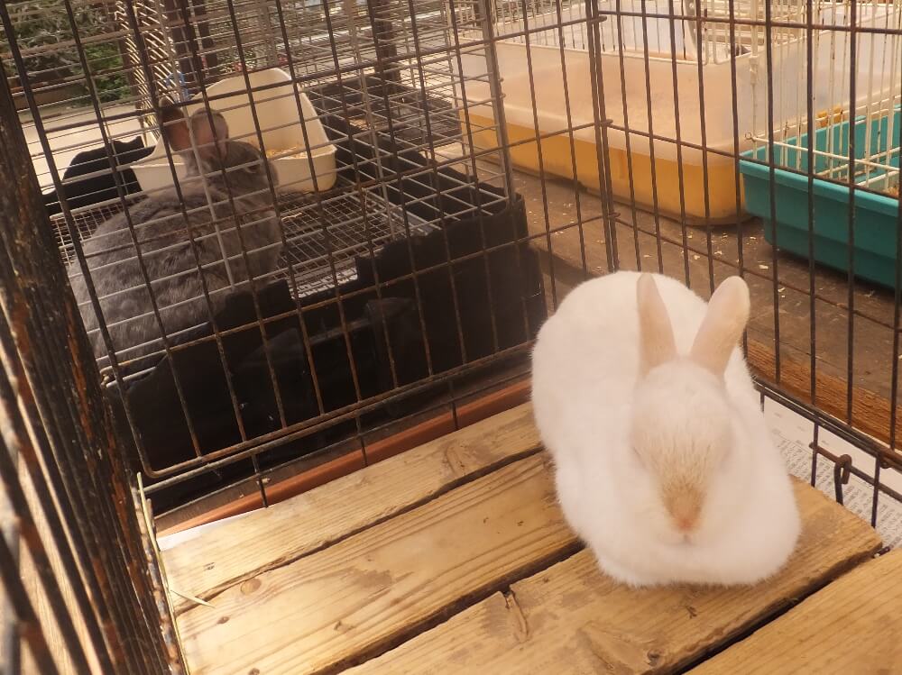 富士花鳥園 うさぎ