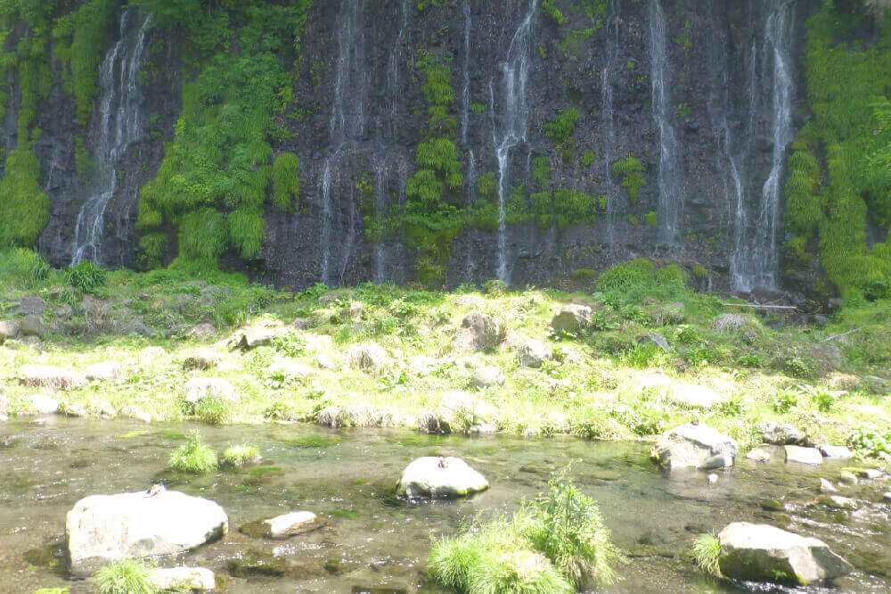 川の岩場に休憩中の3羽の鴨