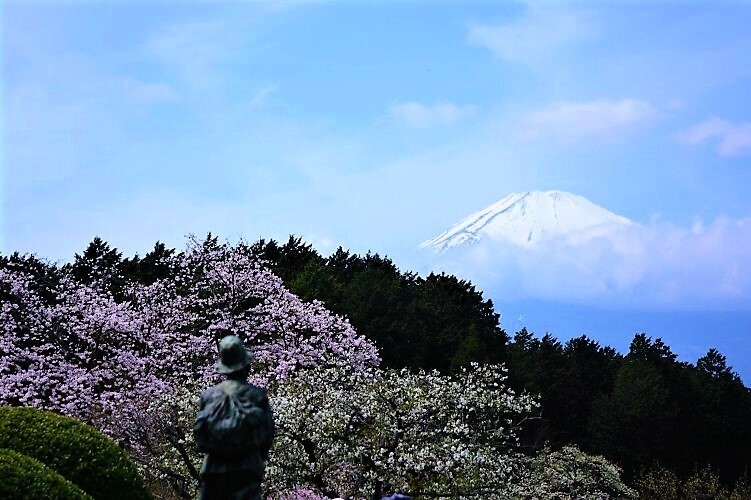 秩父宮像と桜と富士