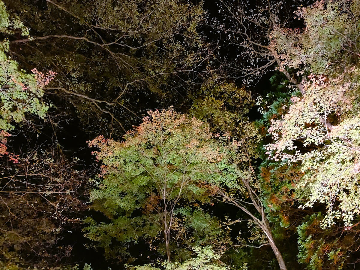 秩父宮記念公園 紅葉ライトアップ 色づき