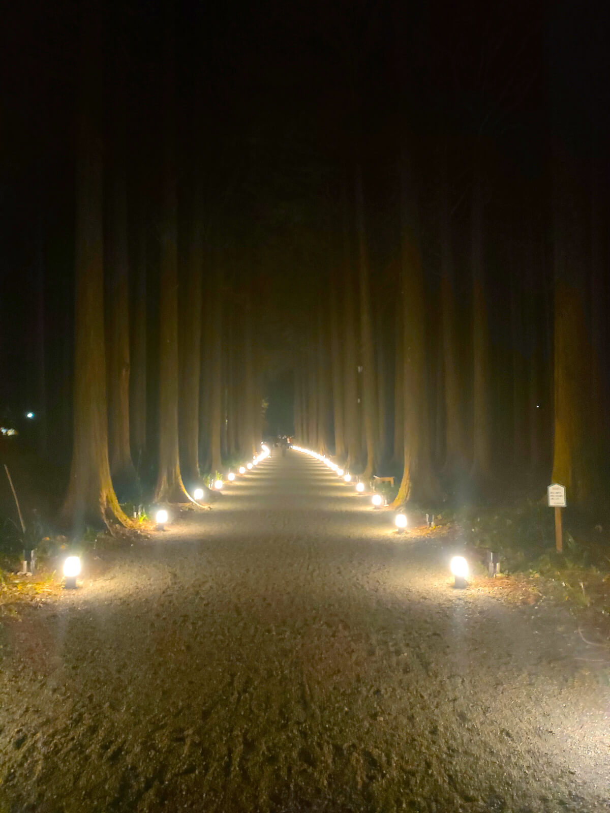 秩父宮記念公園 檜の並木道