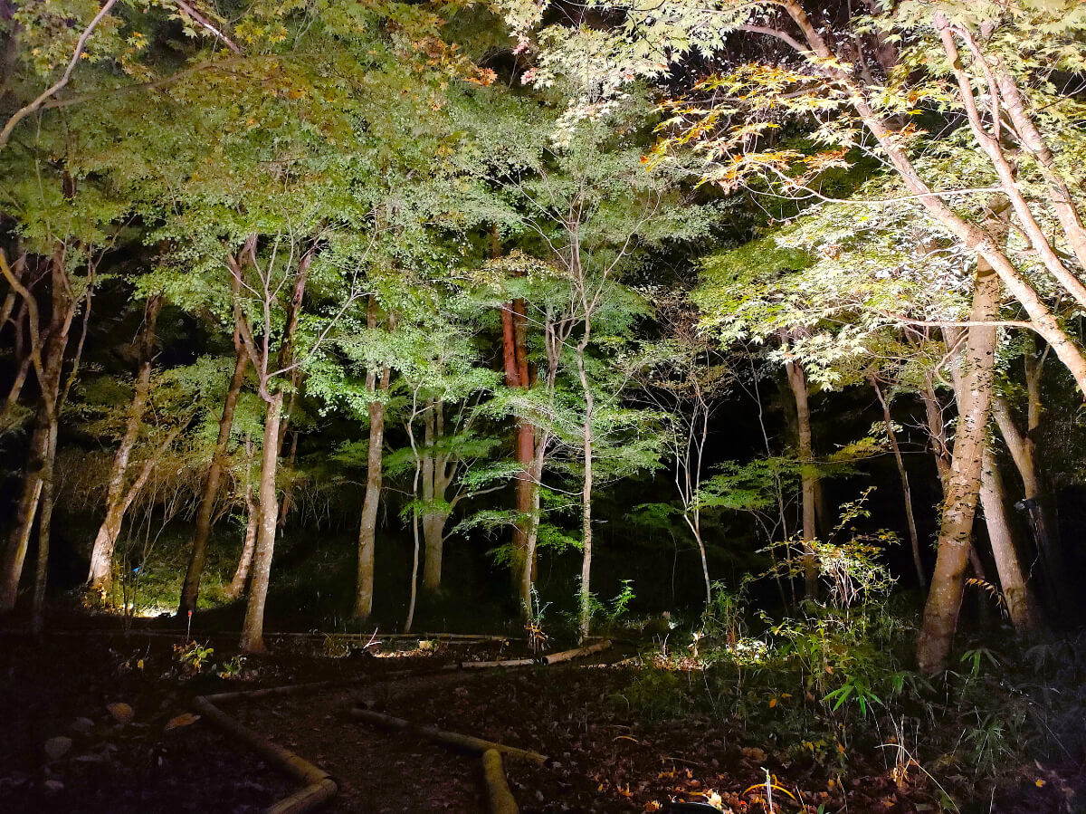 秩父宮記念公園 紅葉ライトアップ 憩いの庭