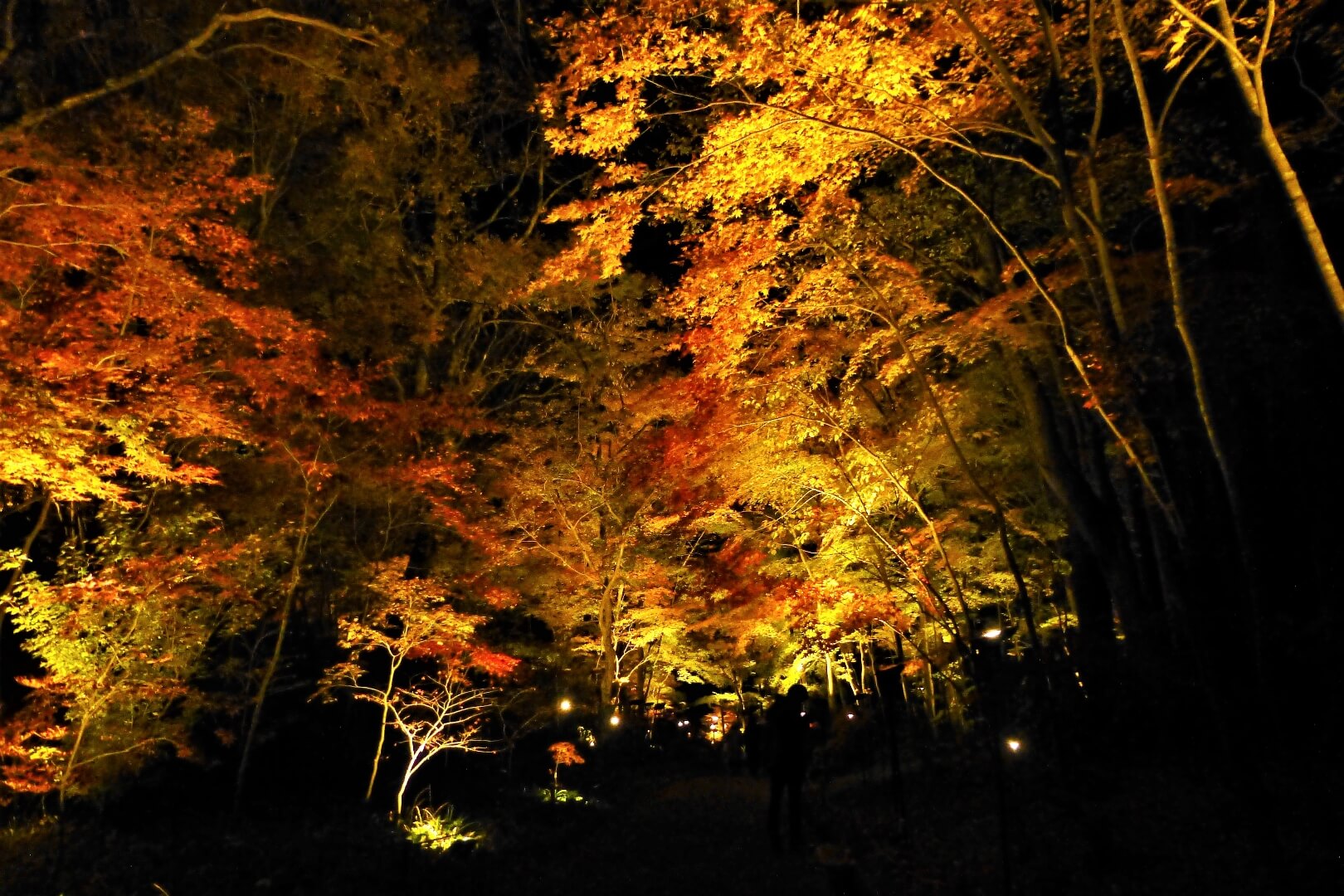 秩父宮記念公園 紅葉ライトアップ もみじ園