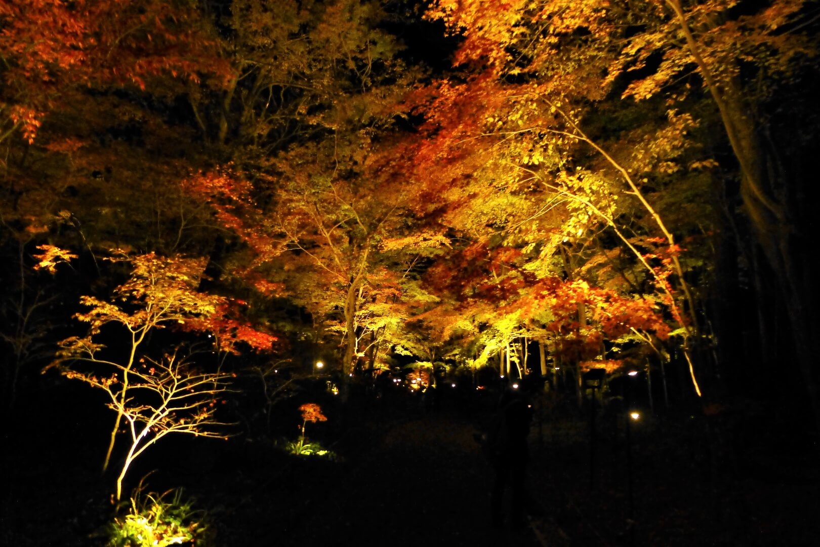 秩父宮記念公園 紅葉ライトアップ