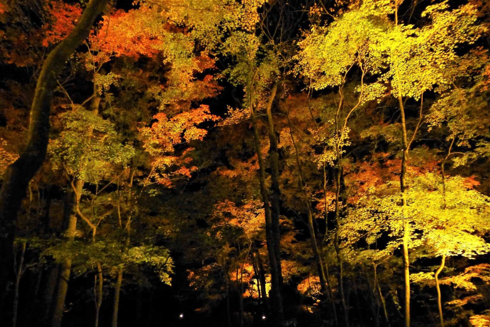 秩父宮記念公園 紅葉ライトアップ 紅葉