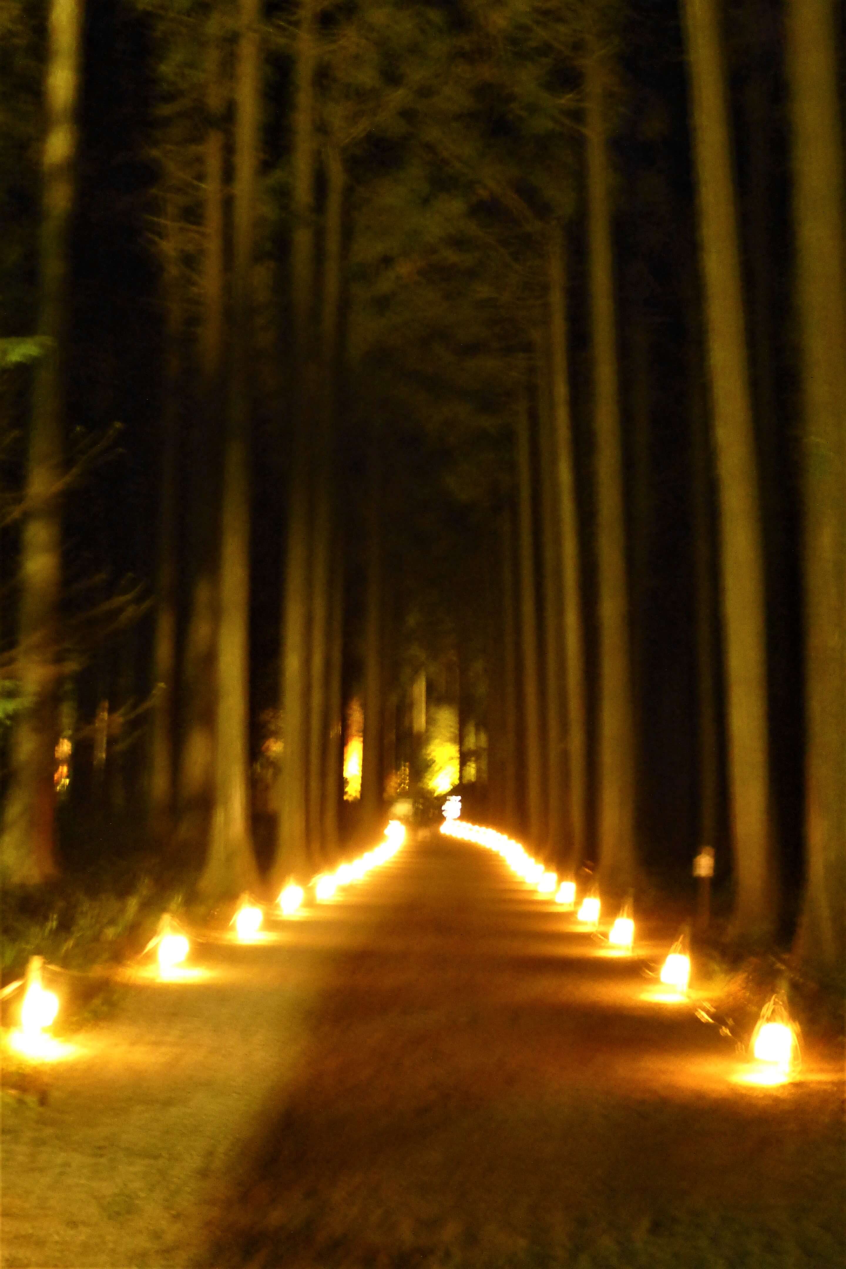 秩父宮記念公園 紅葉ライトアップ 檜の並木道