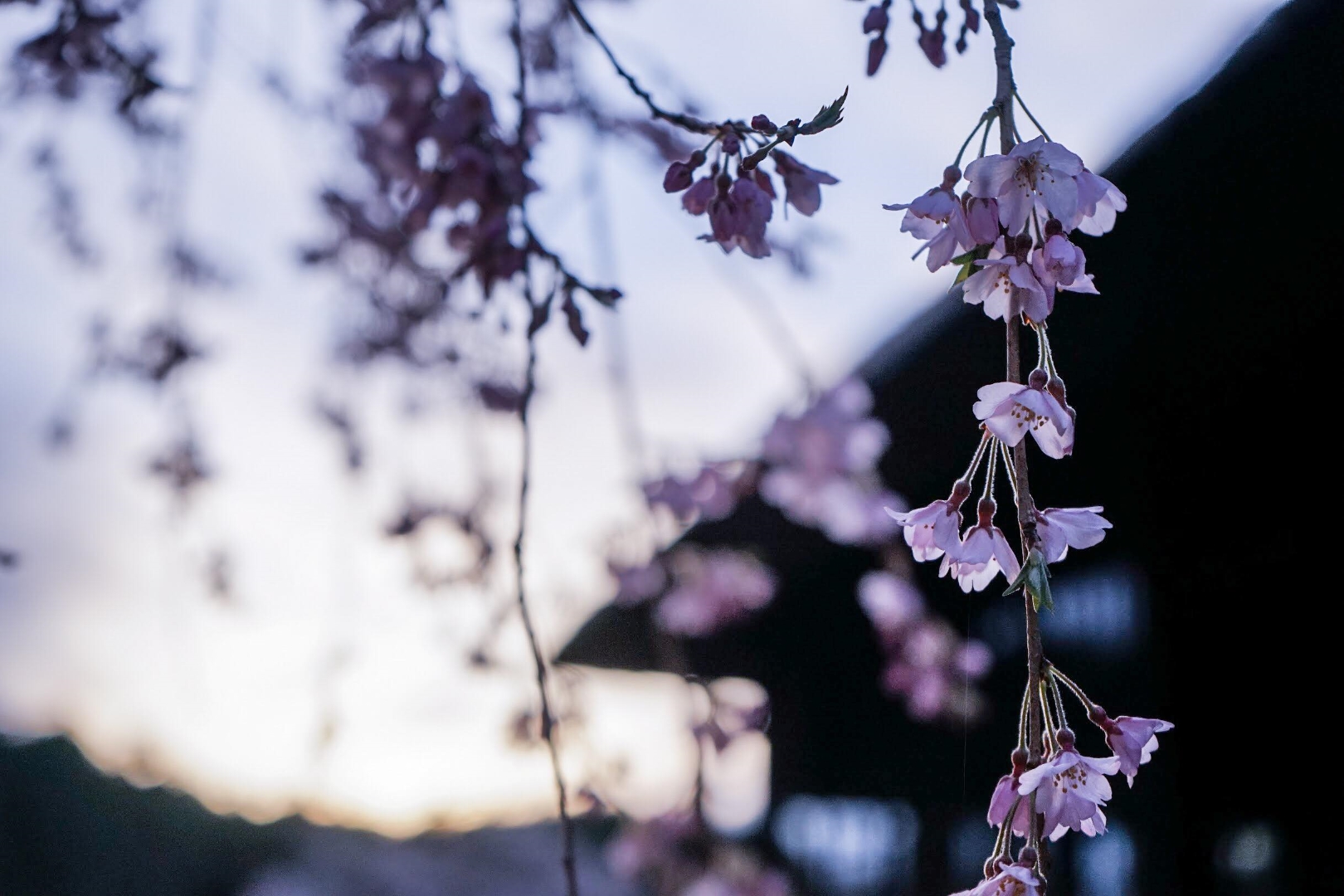 秩父宮記念公園　桜 (写真提供 Yachiyo Mckean 様)