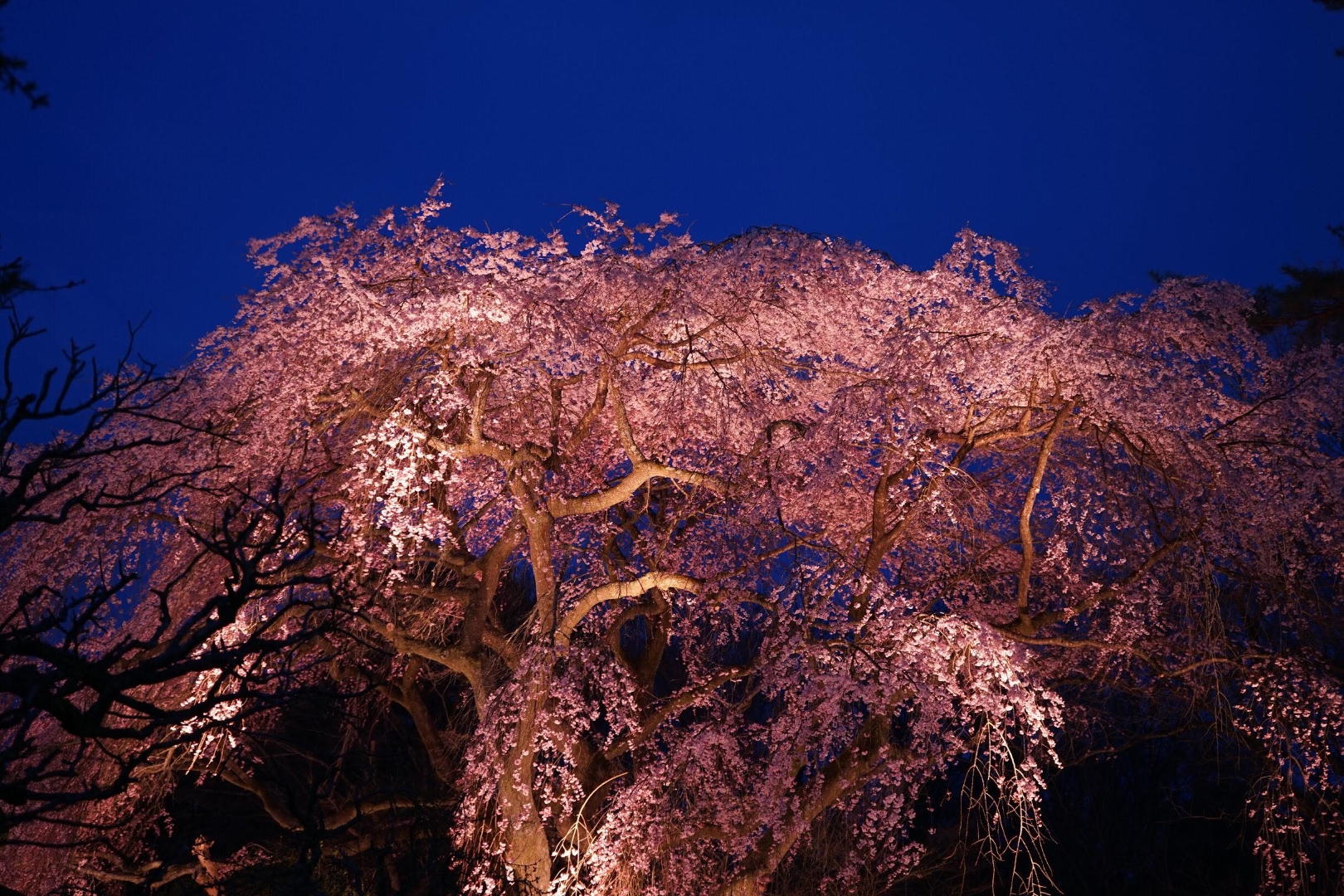桜 (写真提供 Yachiyo Mckean 様)