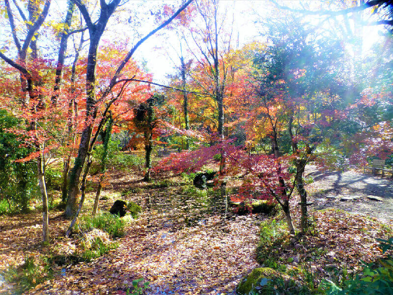 とらや工房と紅葉