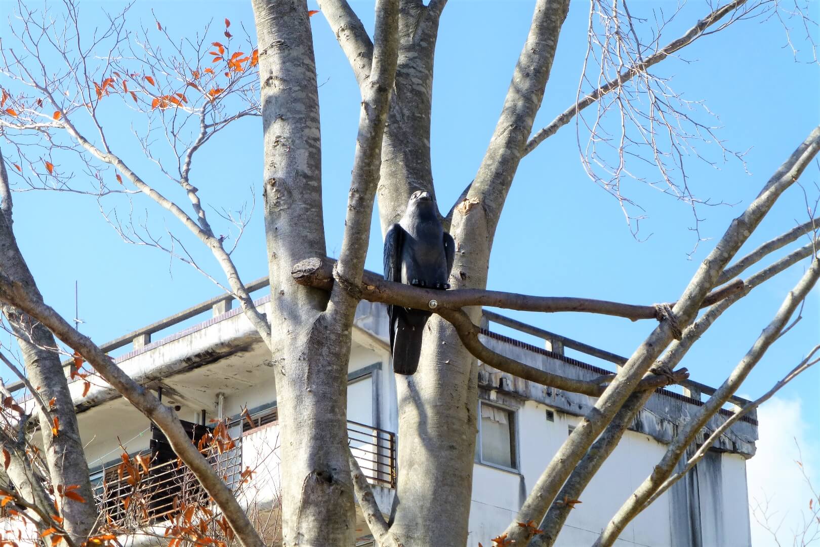 富士大石ハナテラス