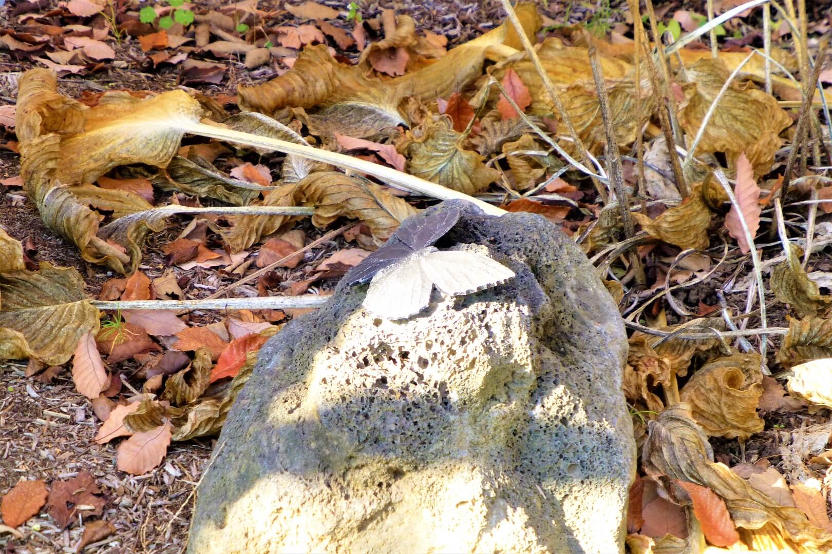 オオウラギンヒョウモン