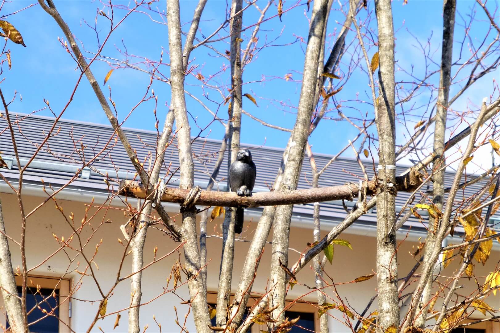 富士大石ハナテラス 絶滅危惧種のオブジェ
