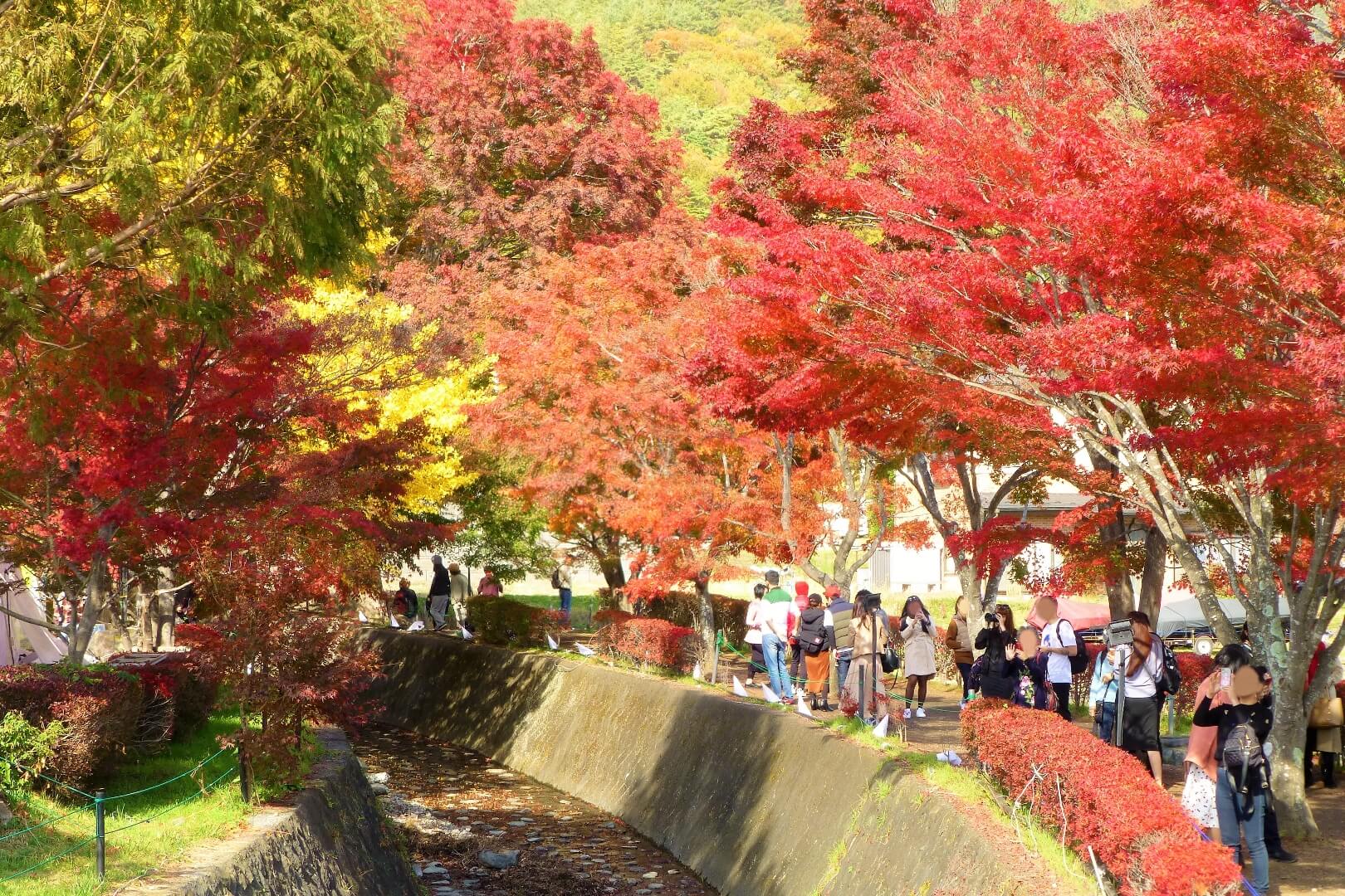 河口湖紅葉まつり もみじ回廊