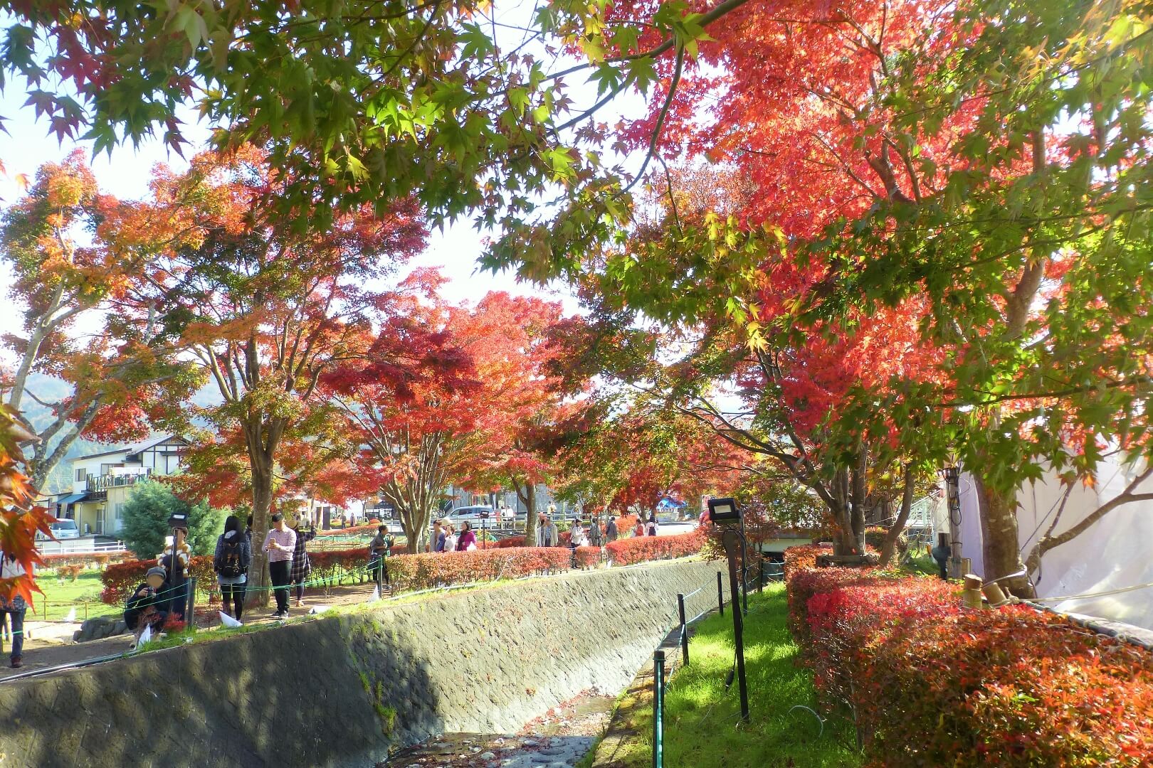 河口湖紅葉まつり もみじ回廊