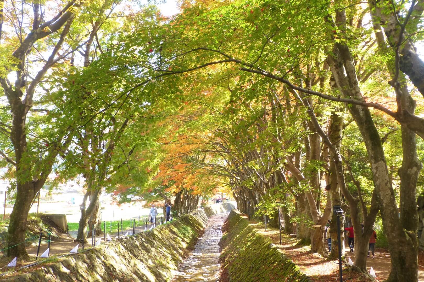 河口湖紅葉まつり もみじ回廊