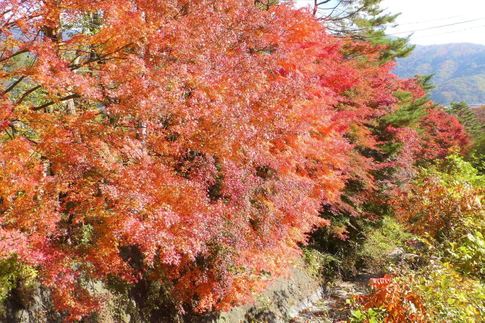 河口湖紅葉まつり もみじ回廊の上流