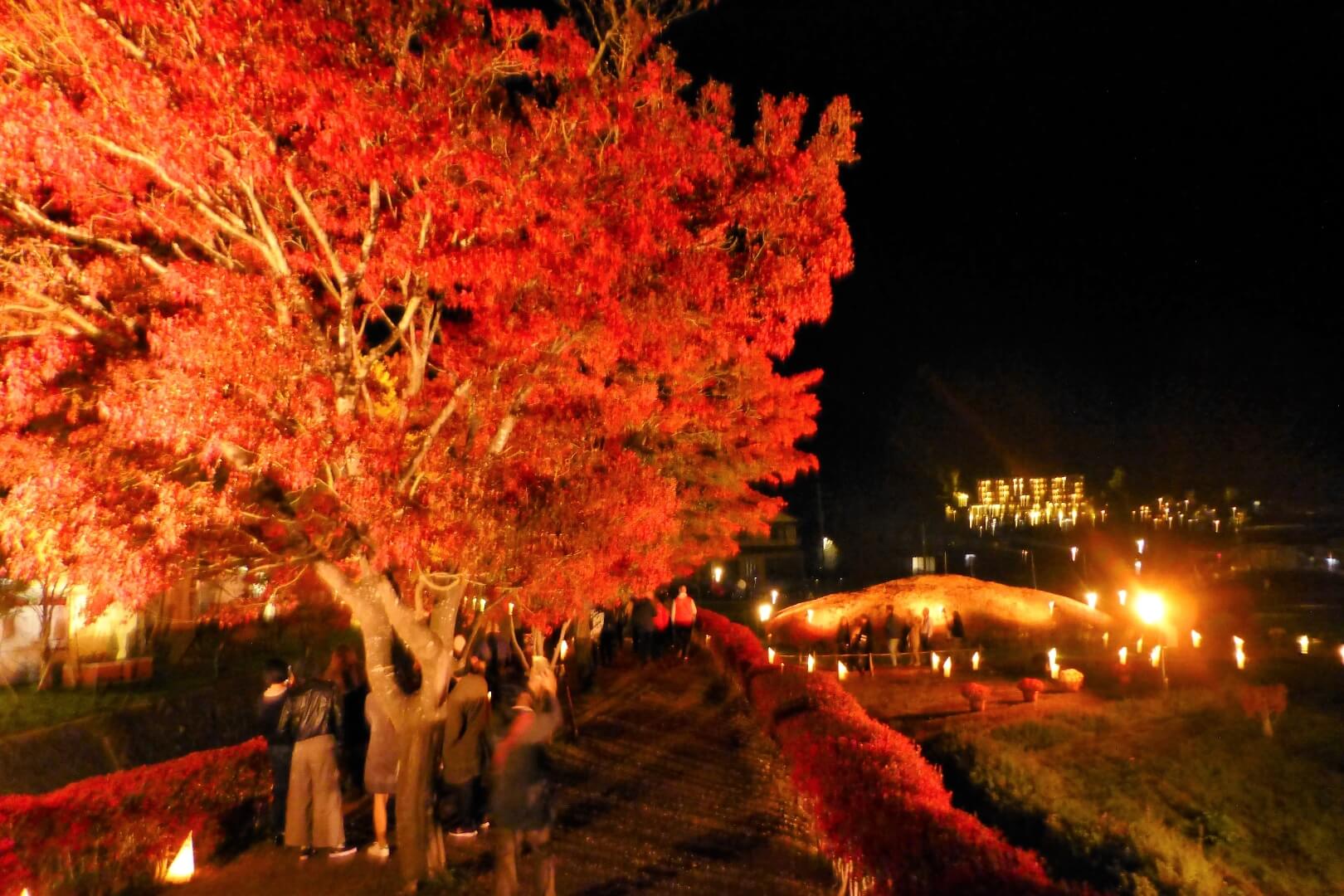 河口湖紅葉まつり ライトアップ