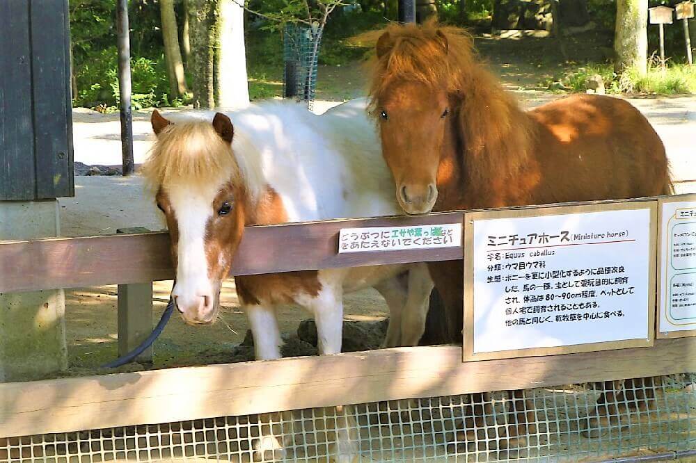 ミニチュアホース