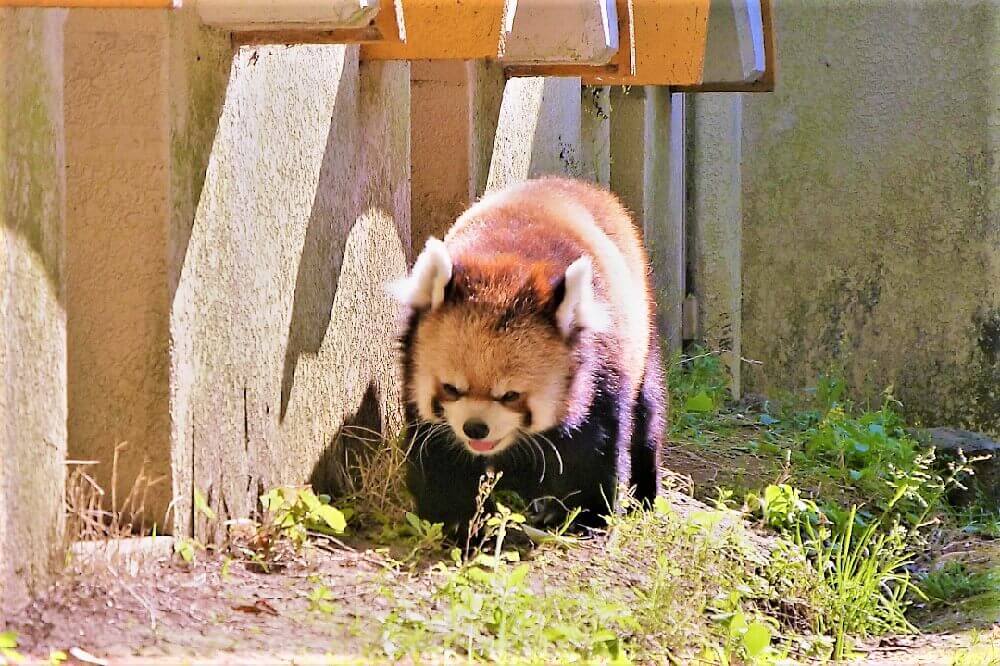 レッサーパンダ