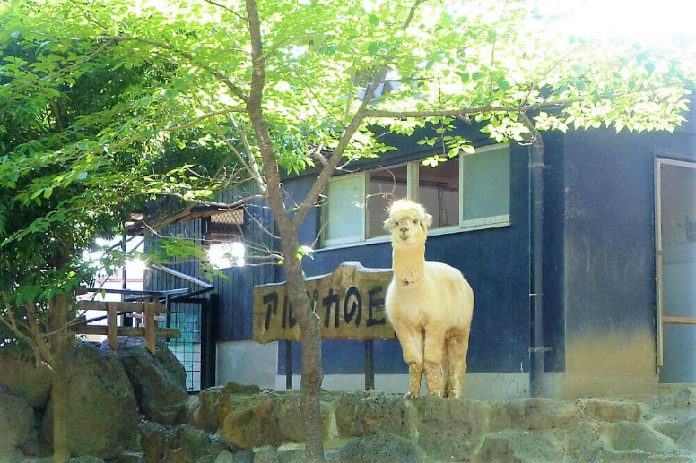 アルパカ