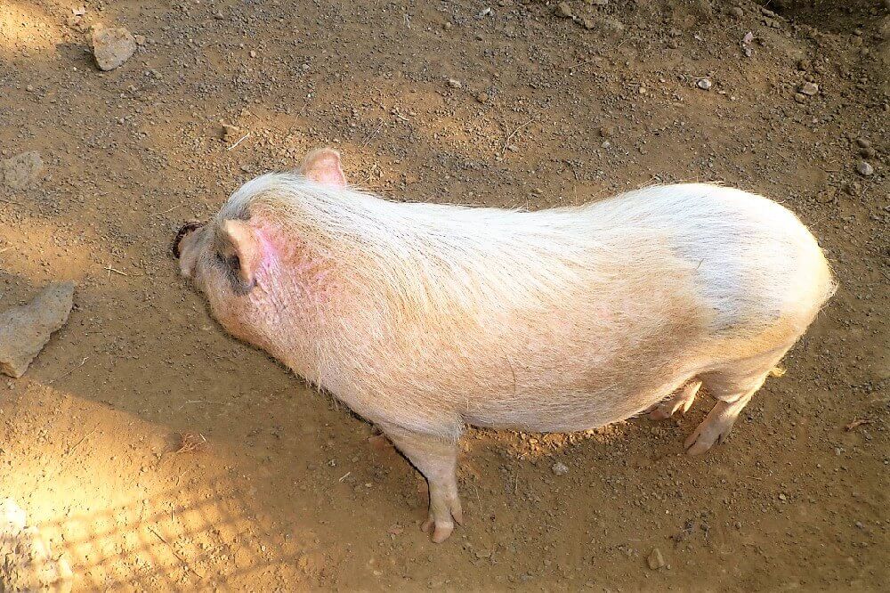 どうぶつ広場