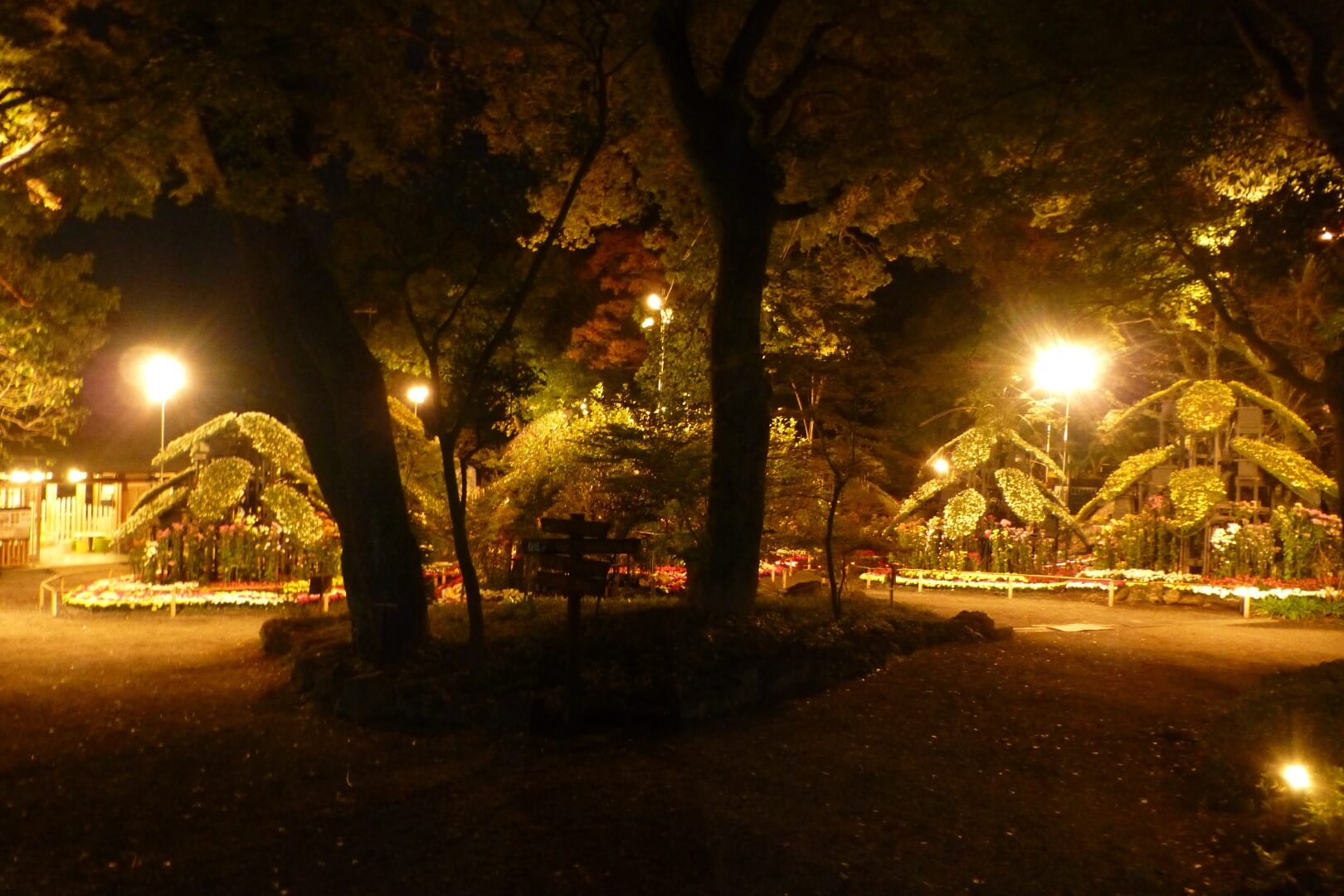 楽寿園 夜菊観賞