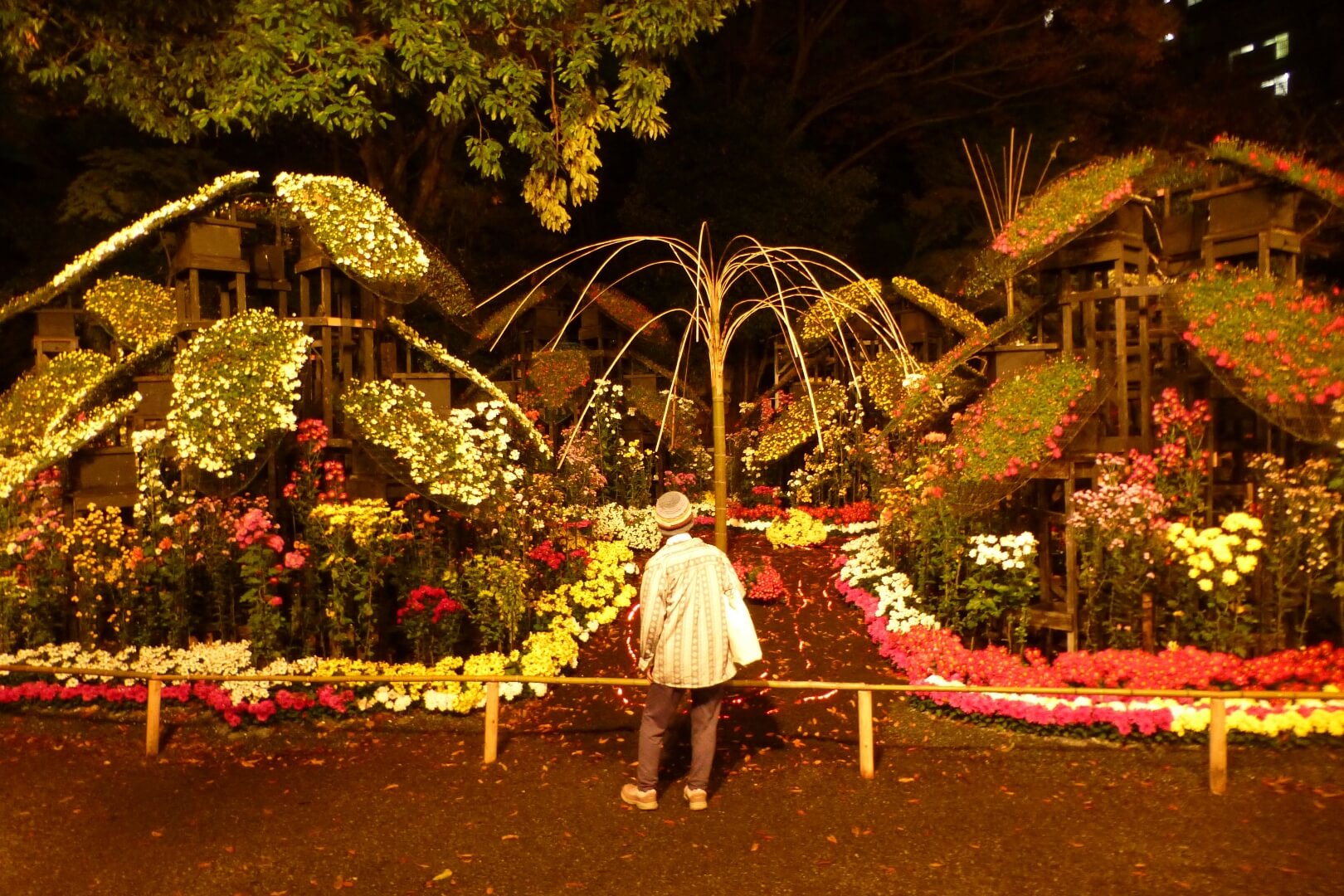 楽寿園 夜菊