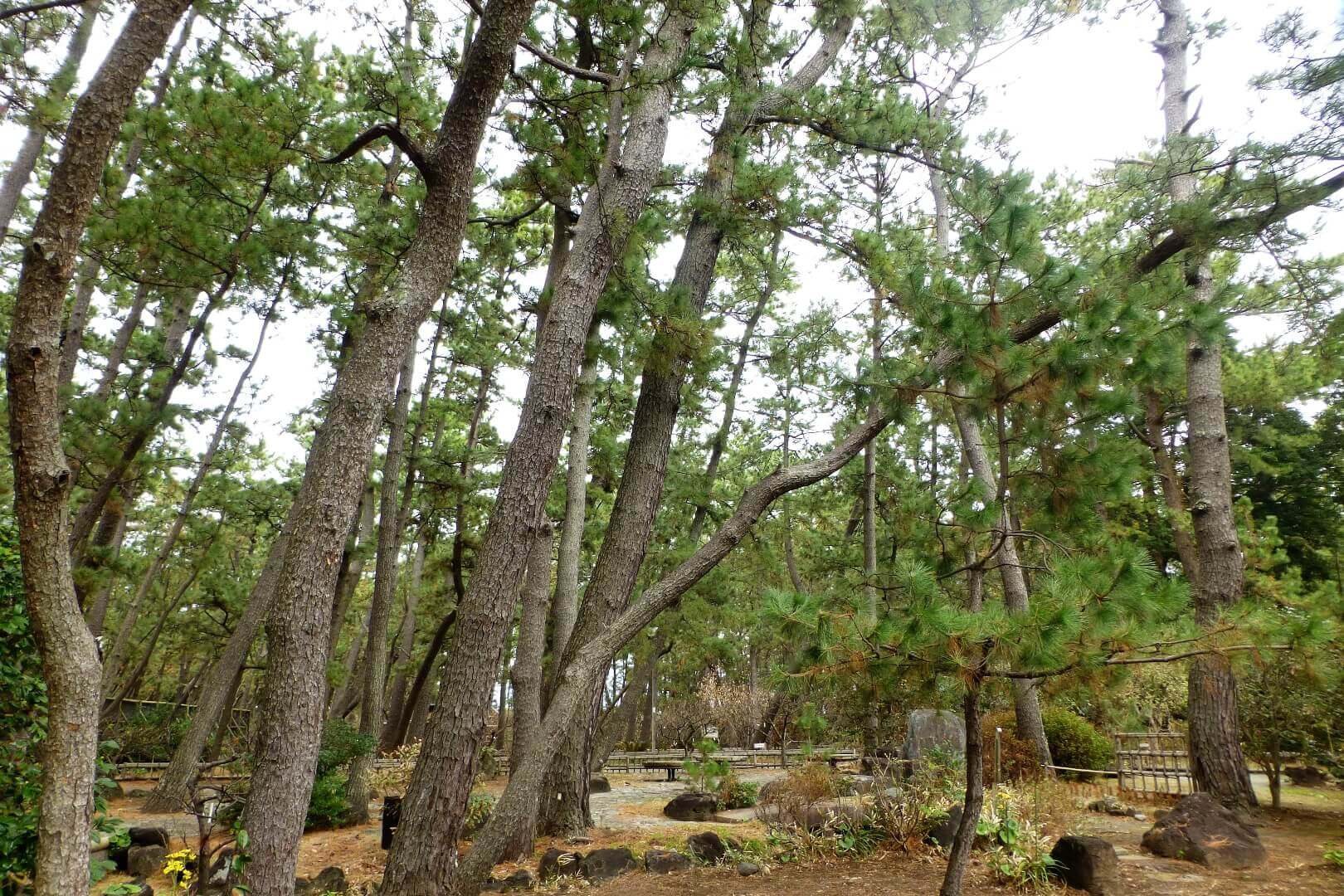 沼津御用邸記念公園 庭園