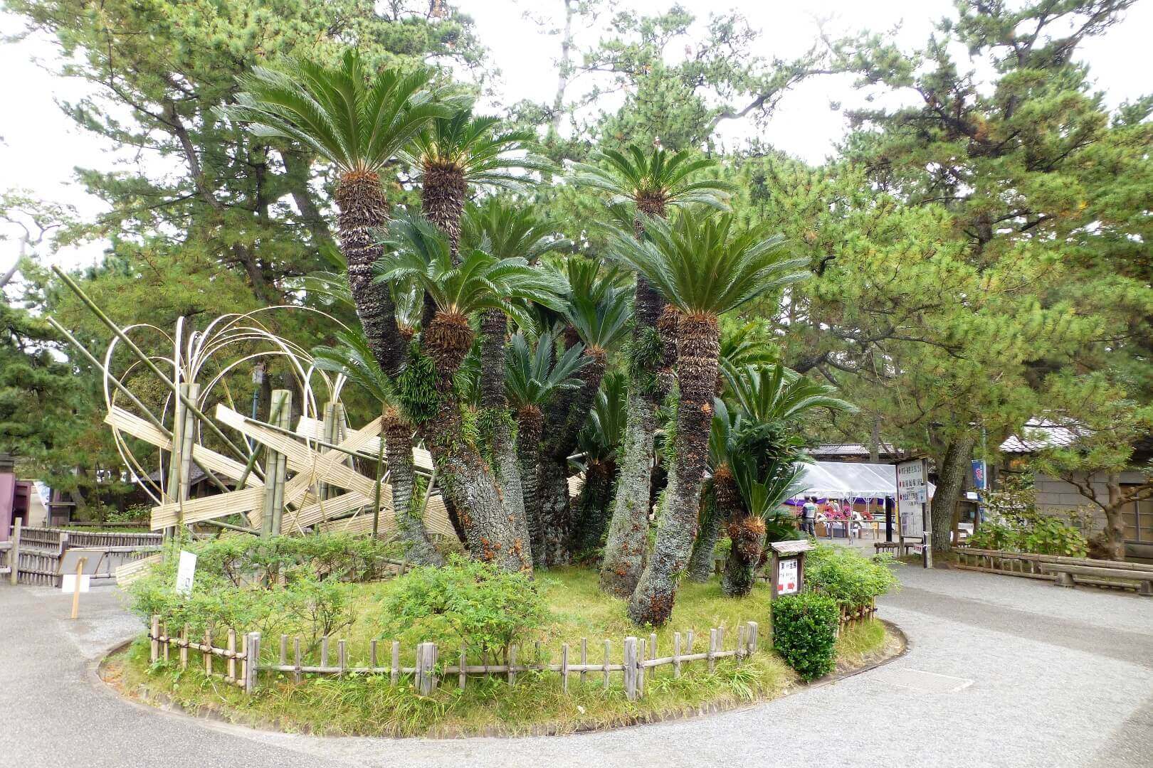 沼津御用邸記念公園 「御車寄」前ロータリーのソテツ