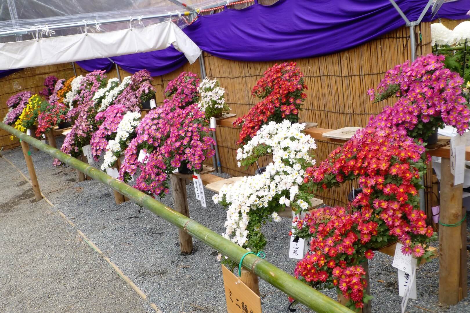 沼津御用邸記念公園 松籟の宴 ミニ懸崖