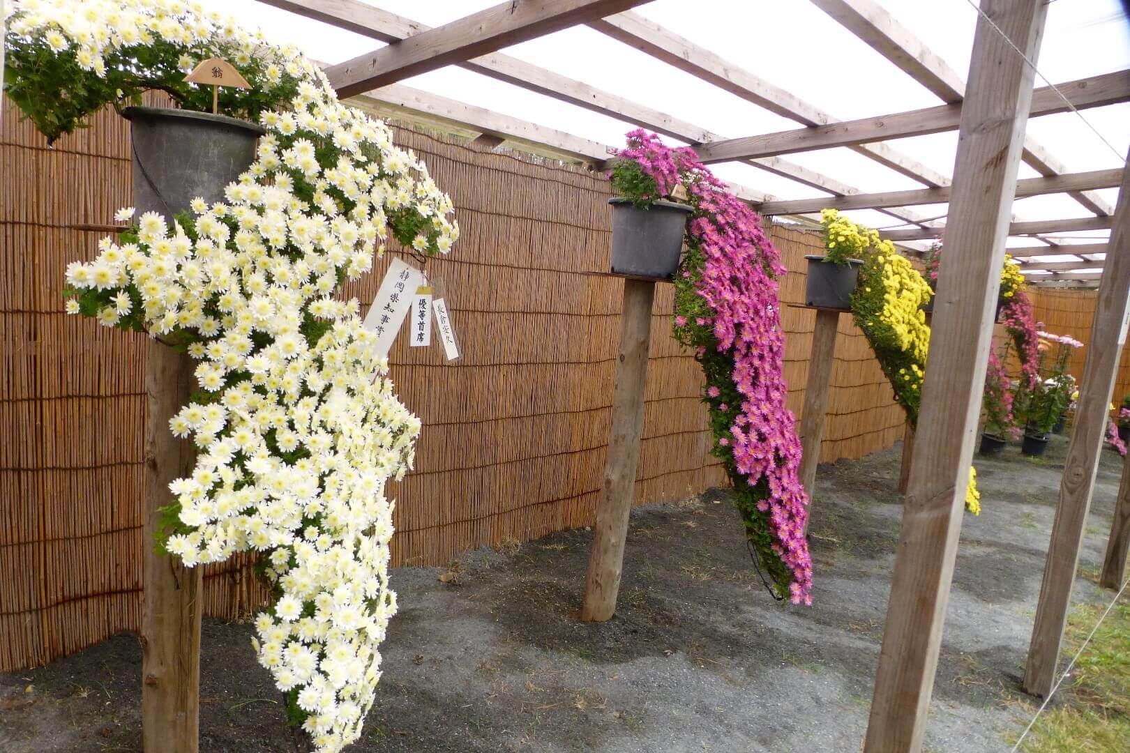 沼津御用邸記念公園 松籟の宴 懸崖作り