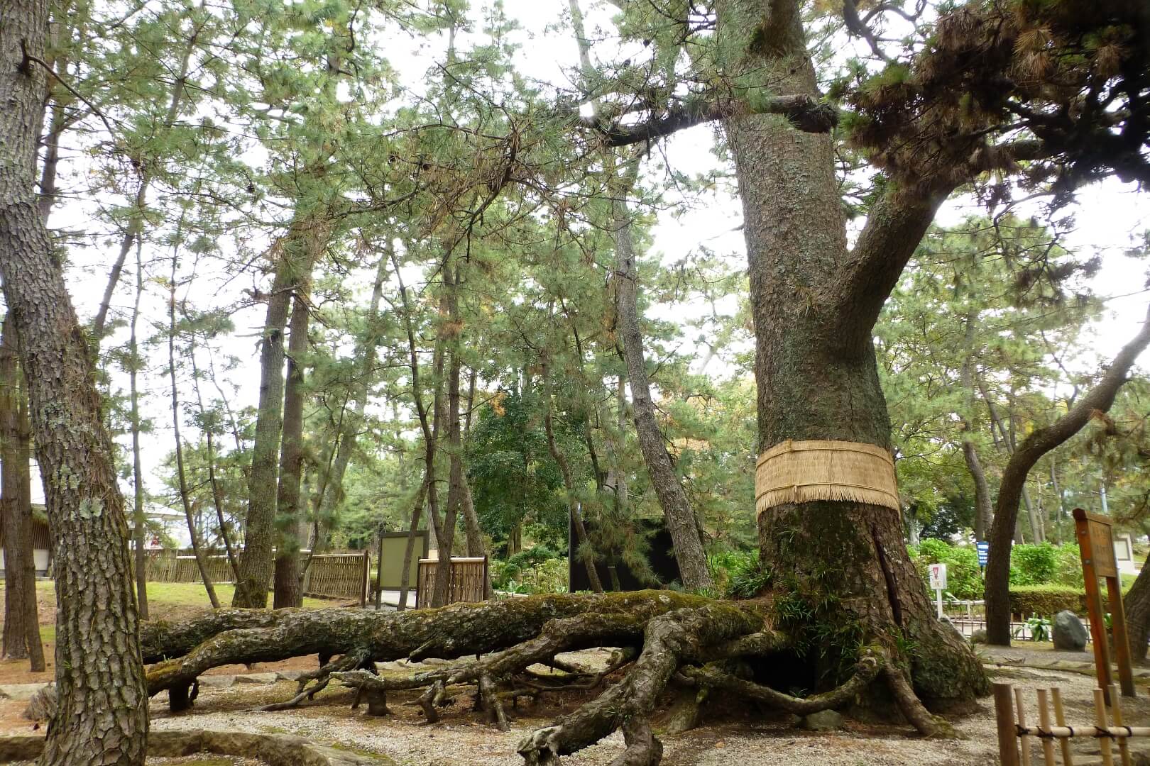 沼津御用邸記念公園 根上がり松