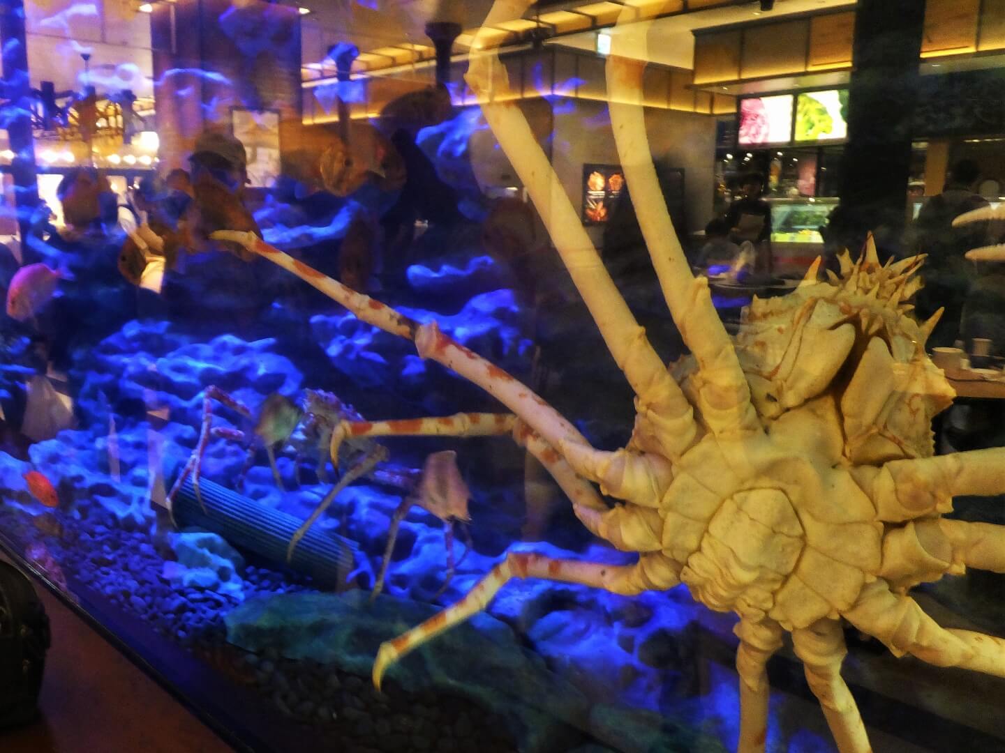 ららぽーと沼津 大水槽 タカアシガニ