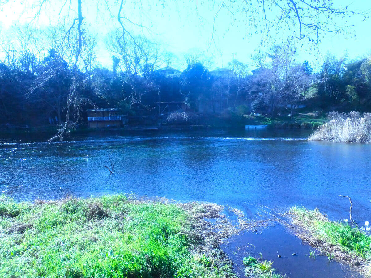 柿田川公園 柿田川