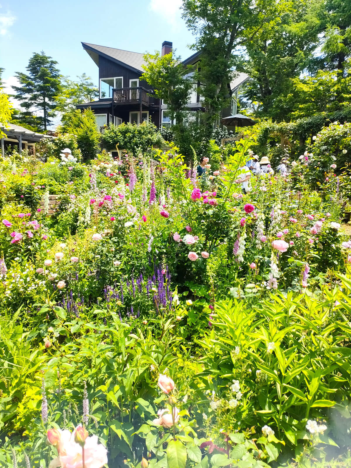 MF GARDEN（塚原邸）色とりどりの花々