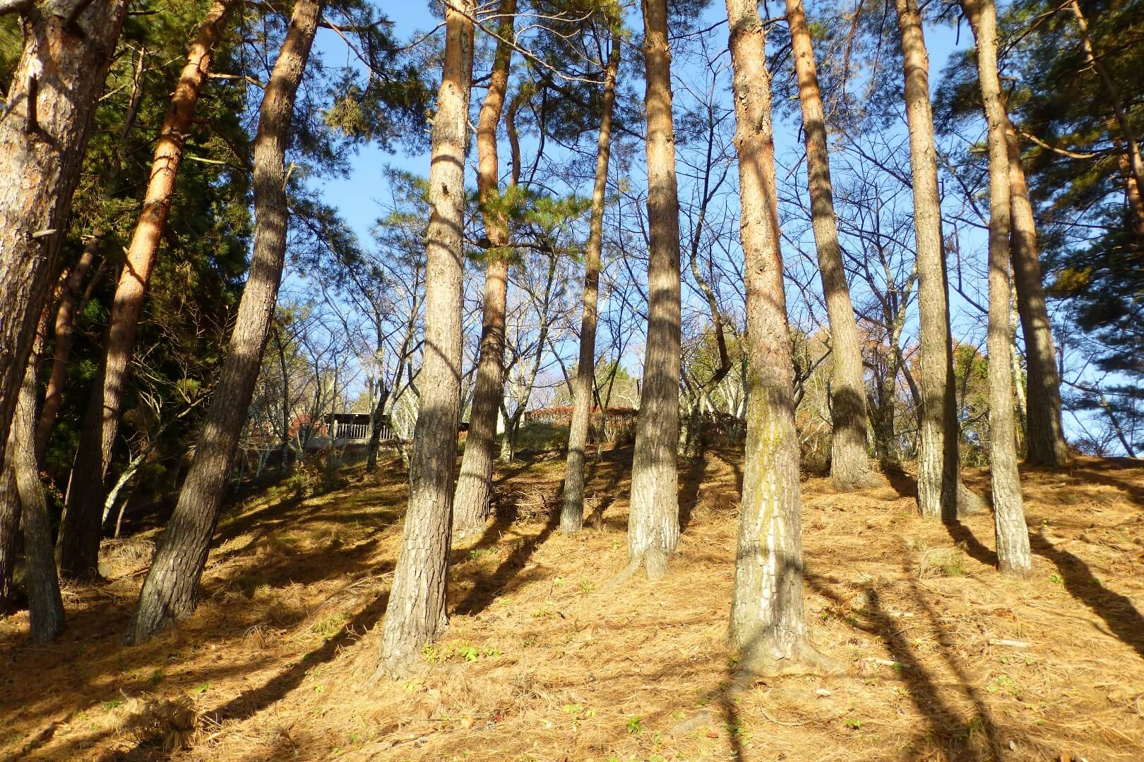 新倉山浅間公園 富士パノラマ台