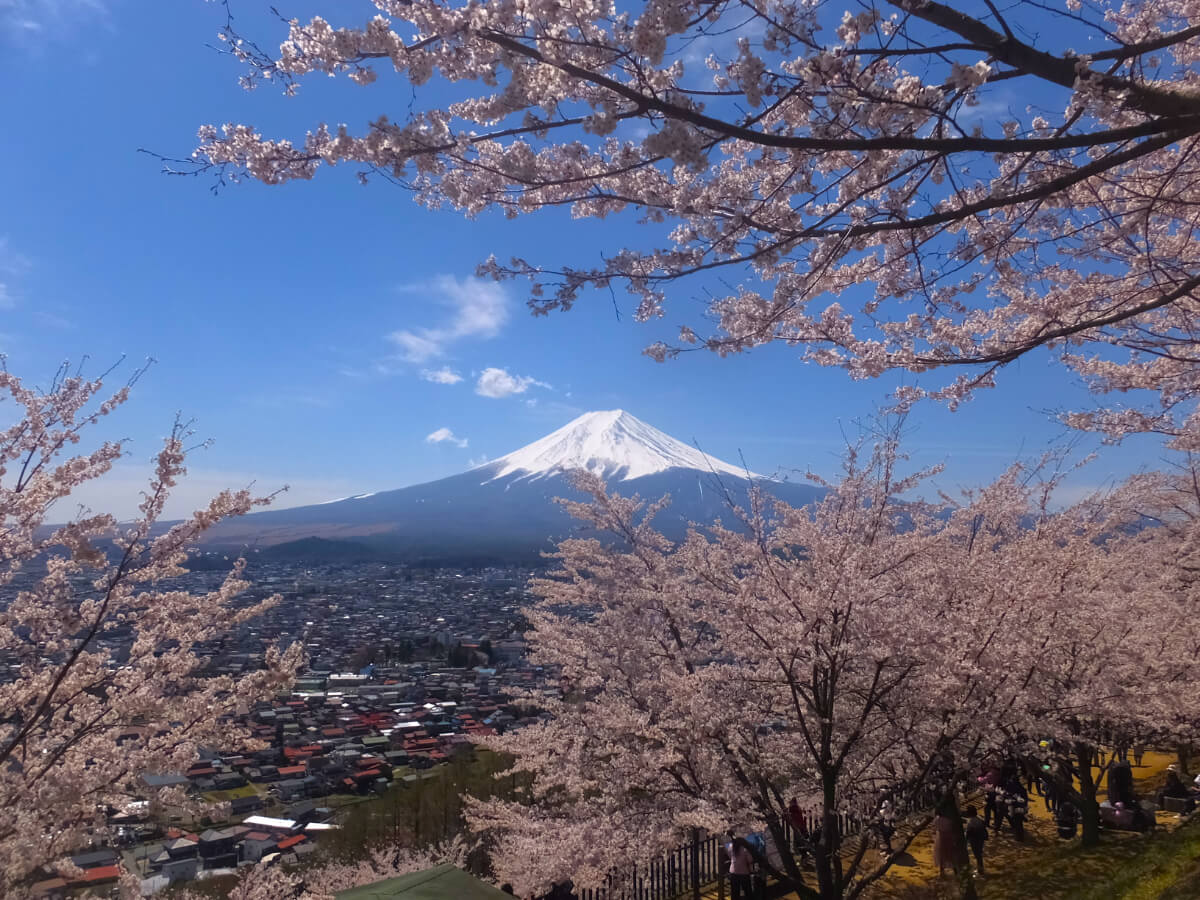 富士山と桜