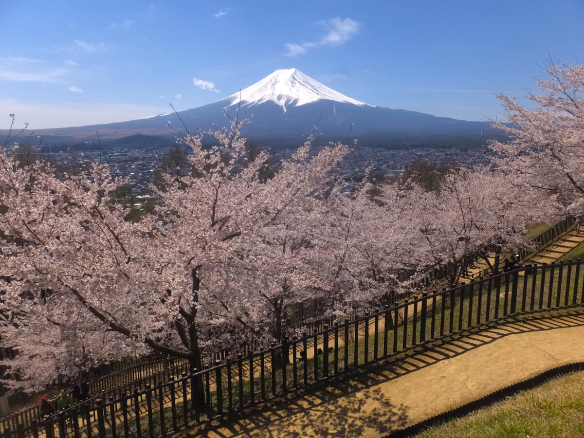 富士山と桜